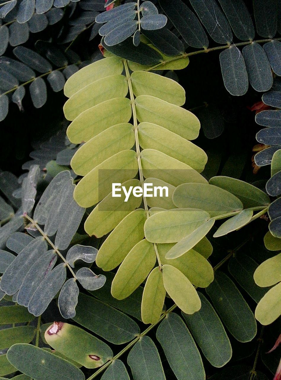 CLOSE-UP OF PLANT LEAF ON WATER