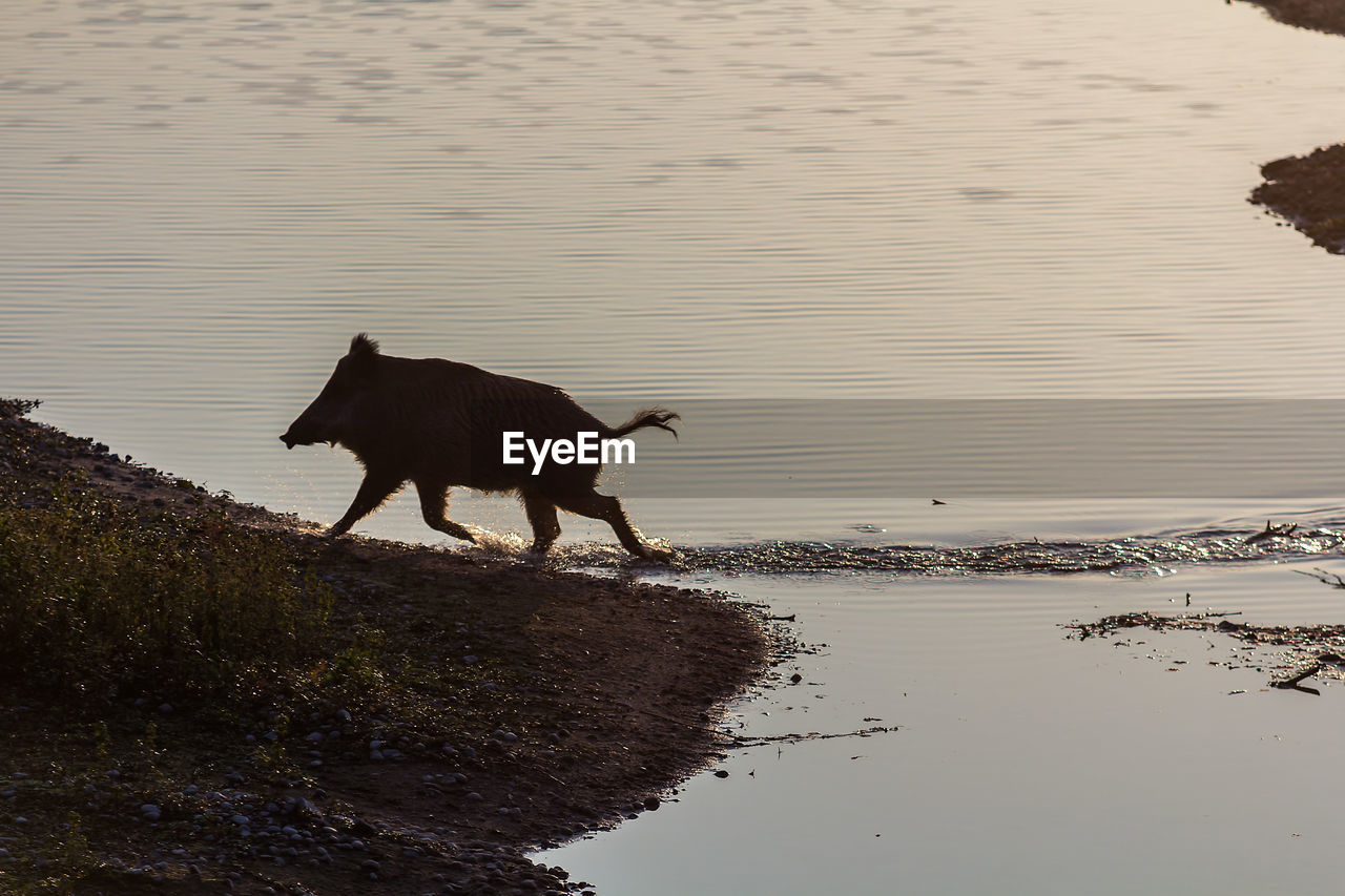 HORSE ON LAKE SHORE