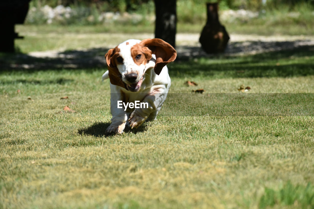 Dog running on field