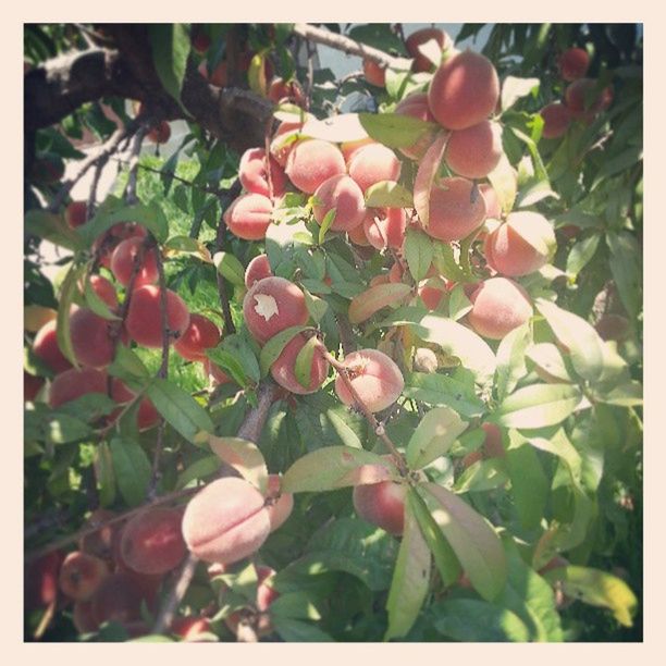 CLOSE-UP OF PLANT