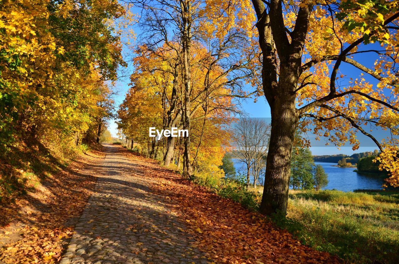 Road amidst trees during autumn