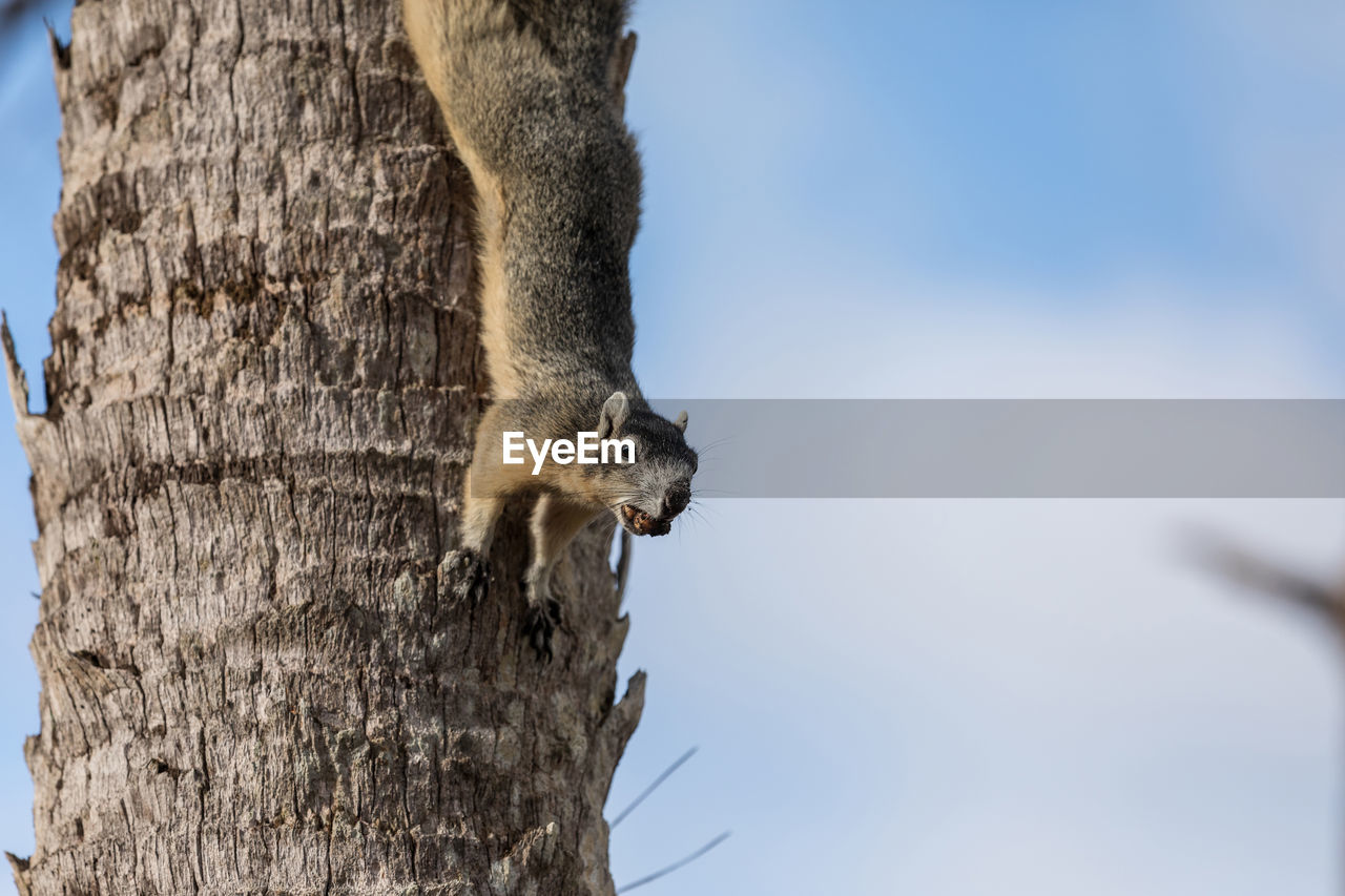 Alert big cypress fox squirrel sciurus niger avicennia gathers nuts on a tree branch in summer