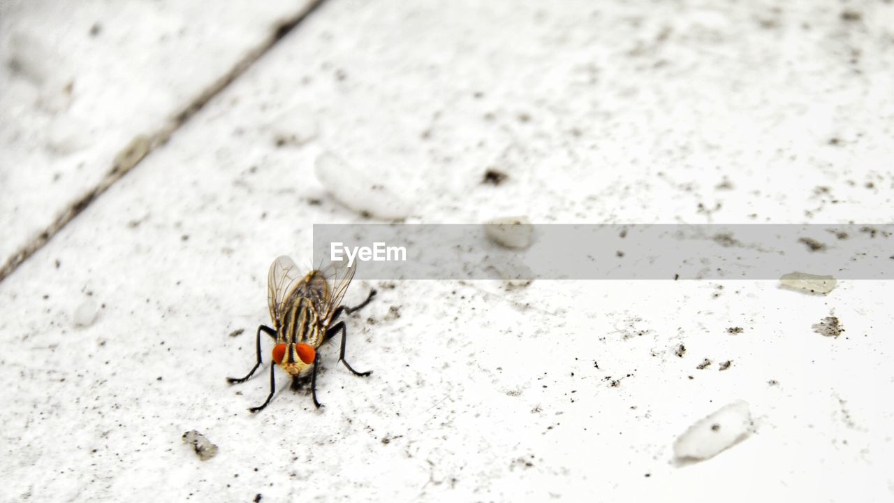 High angle view of a fly
