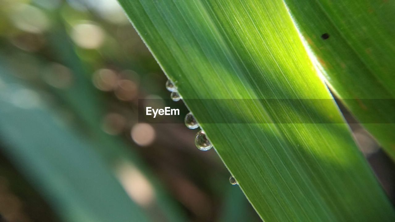 CLOSE-UP OF RAINDROPS ON PLANT LEAVES