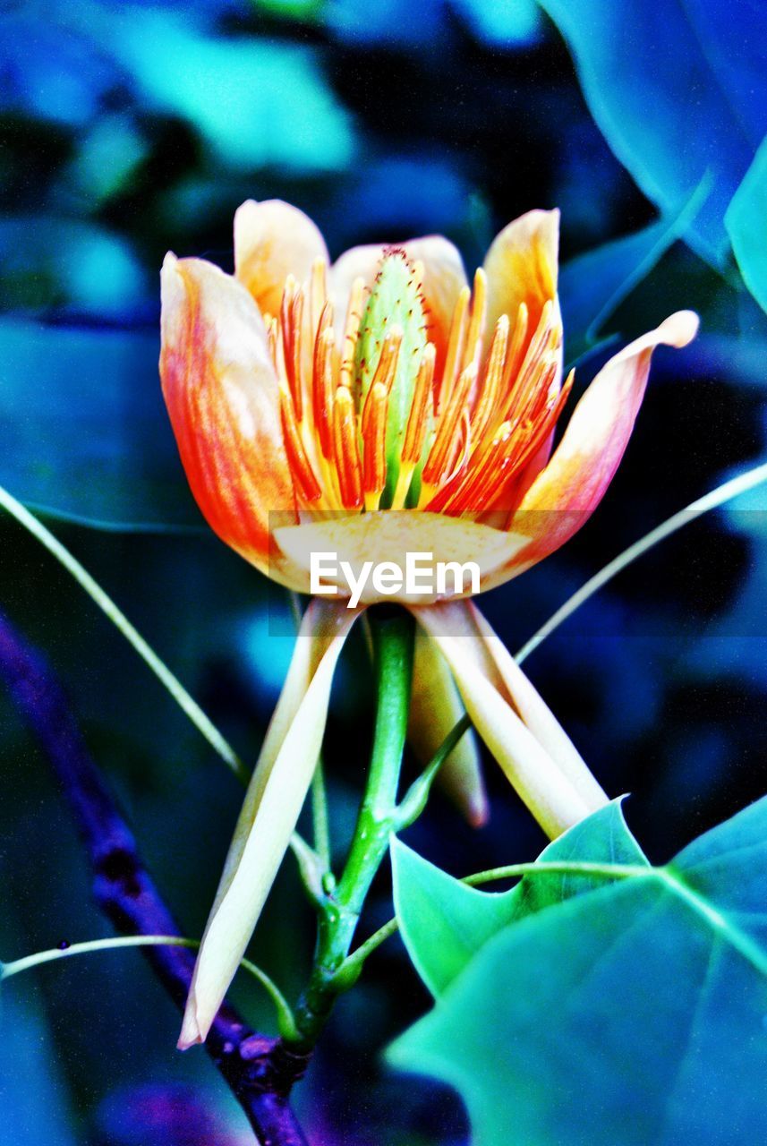 CLOSE-UP OF FLOWERS BLOOMING