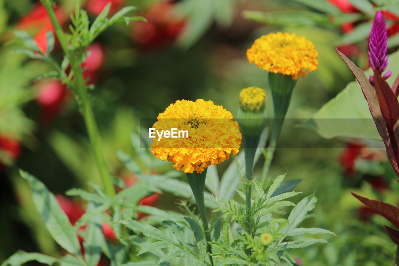 CLOSE-UP OF YELLOW FLOWERS