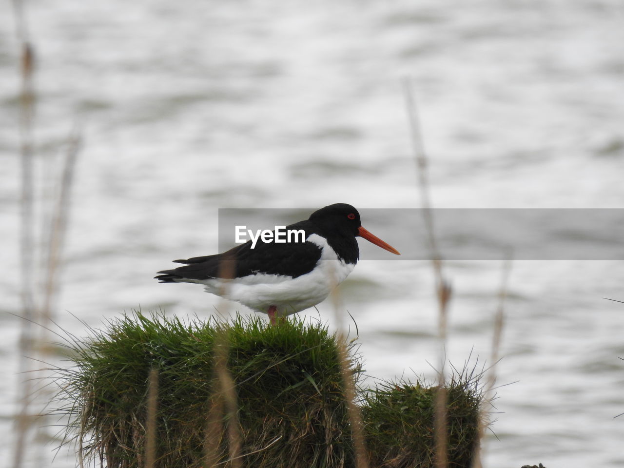 Close-up of a bird perching next to water