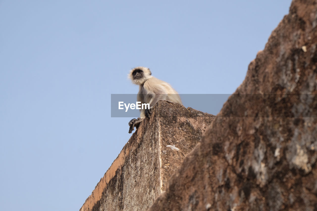 Gray langur on wall at amber fort in jaipur, rajasthan, india