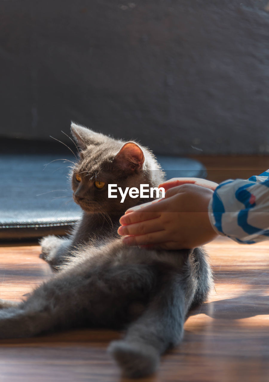 Close-up of hand feeding cat