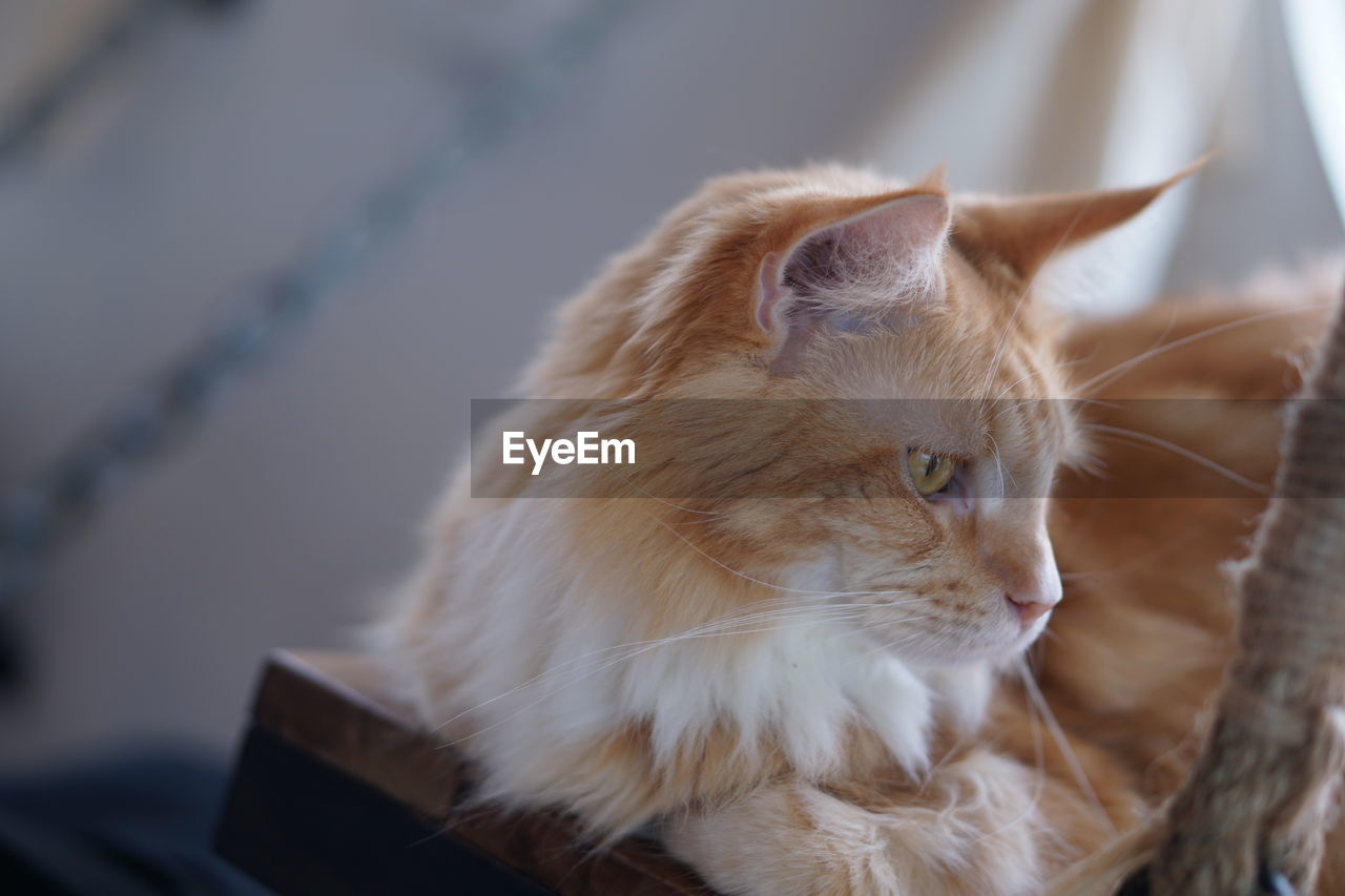 Close-up of a cat looking away