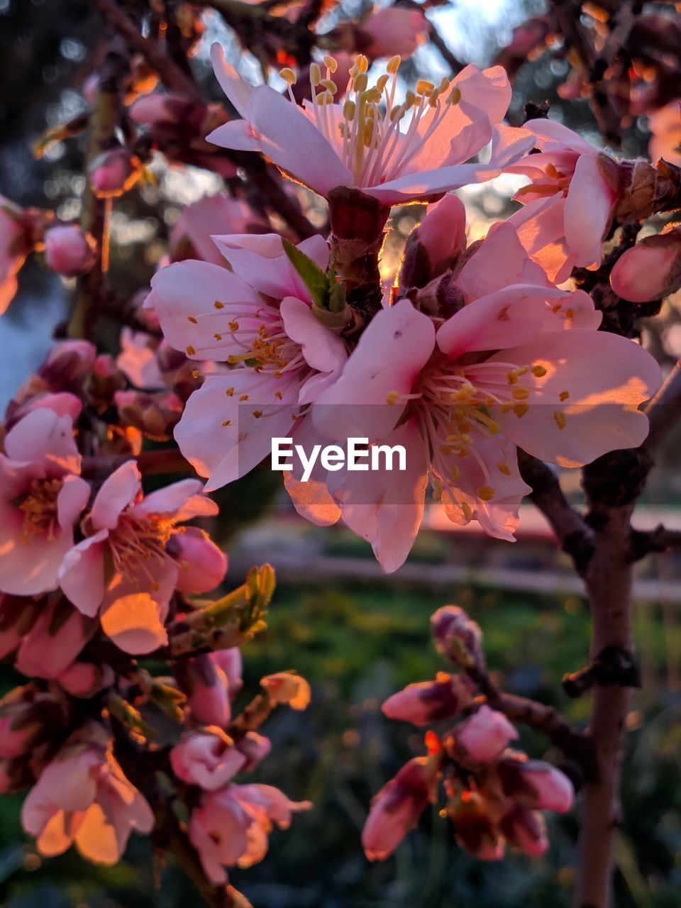 Close-up of pink cherry blossoms in spring