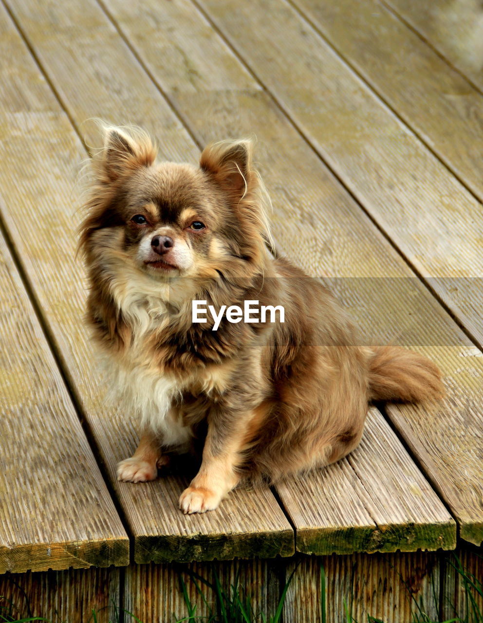 HIGH ANGLE PORTRAIT OF PUPPY ON WOODEN FLOOR