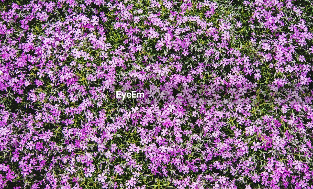 Full frame shot of pink flowers blooming outdoors