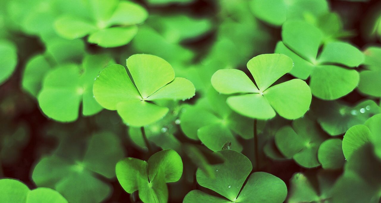 Close-up of clover leaves on field