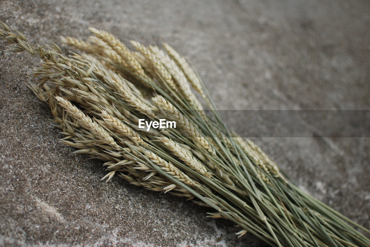 High angle view of wheat growing on table