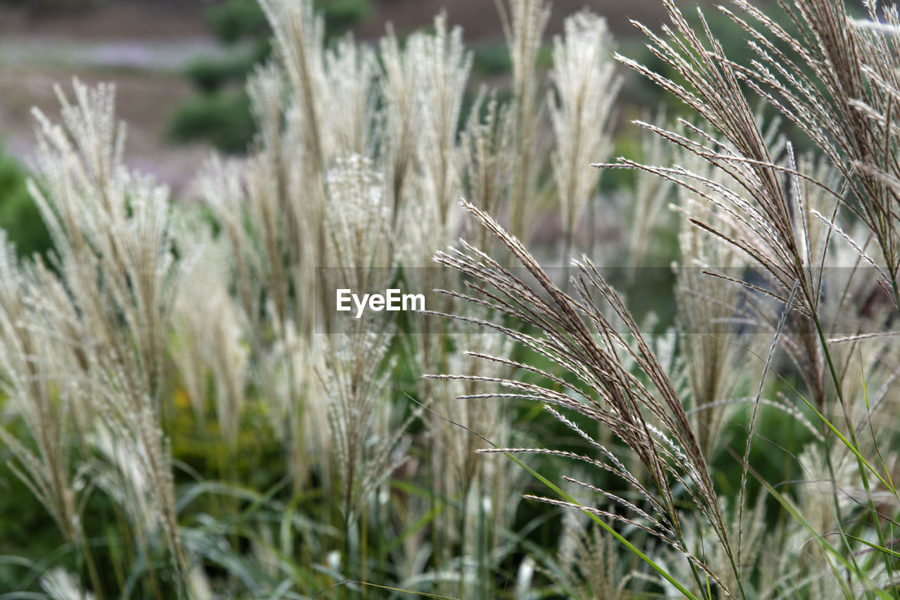 Close-up of stalks in field