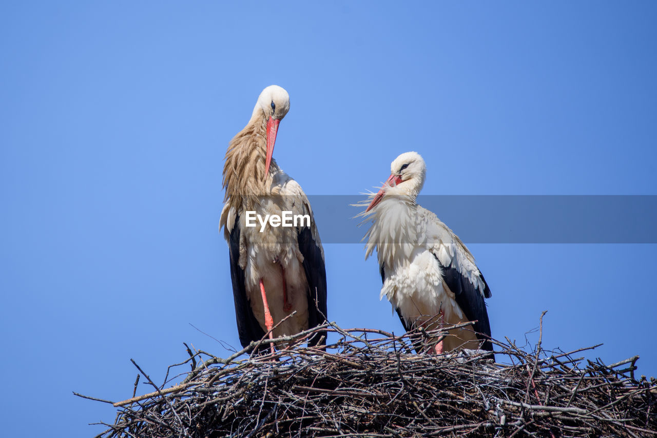 BIRDS PERCHING ON NEST