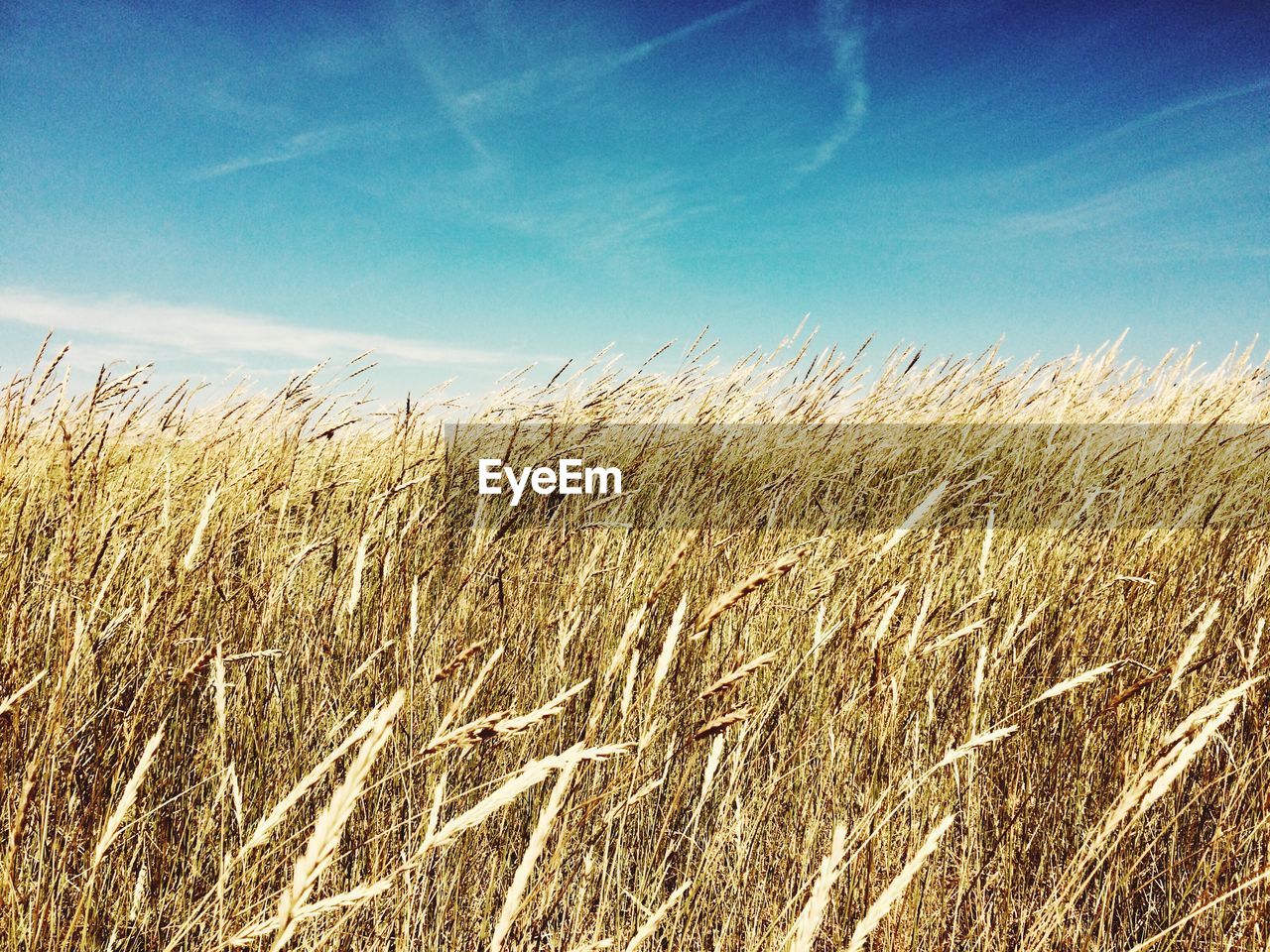 VIEW OF STALKS IN FIELD AGAINST BLUE SKY