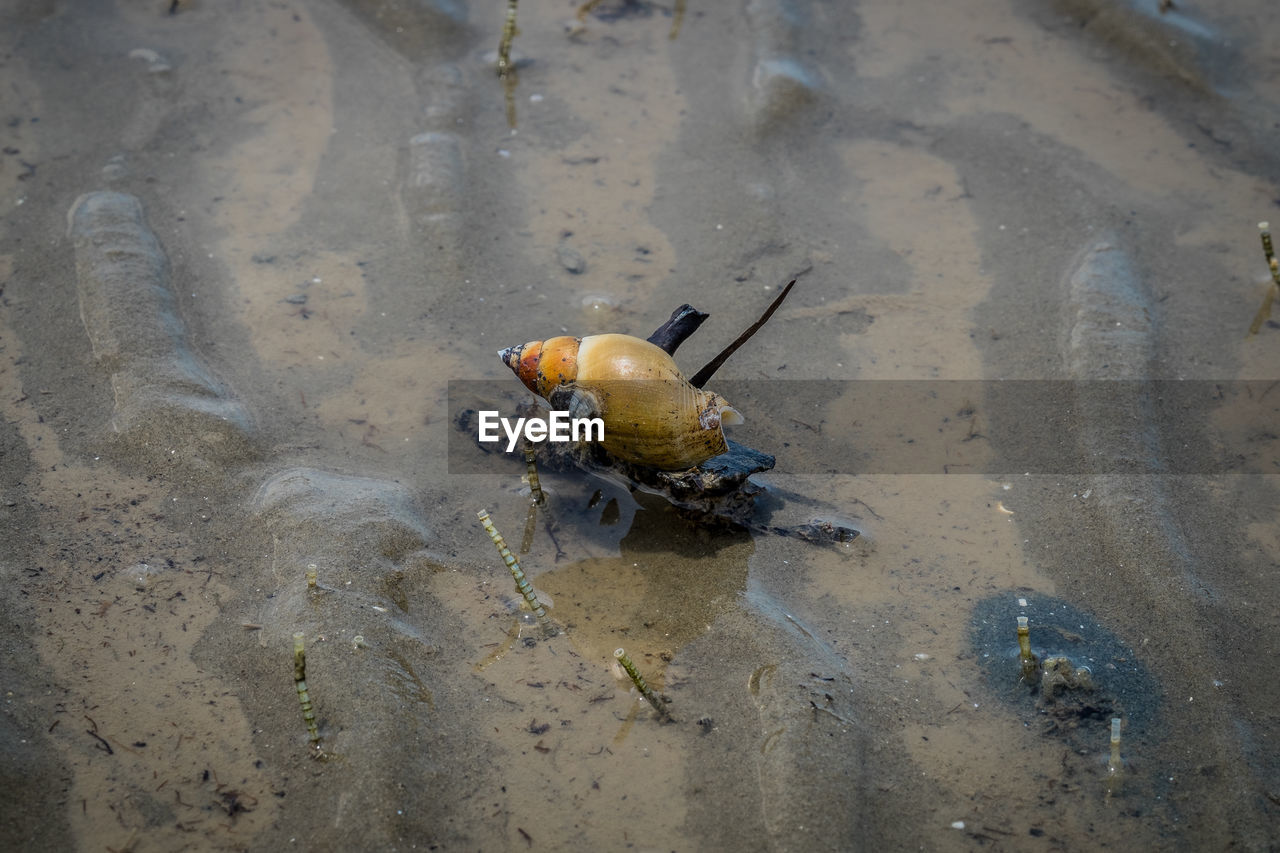 HIGH ANGLE VIEW OF TURTLE