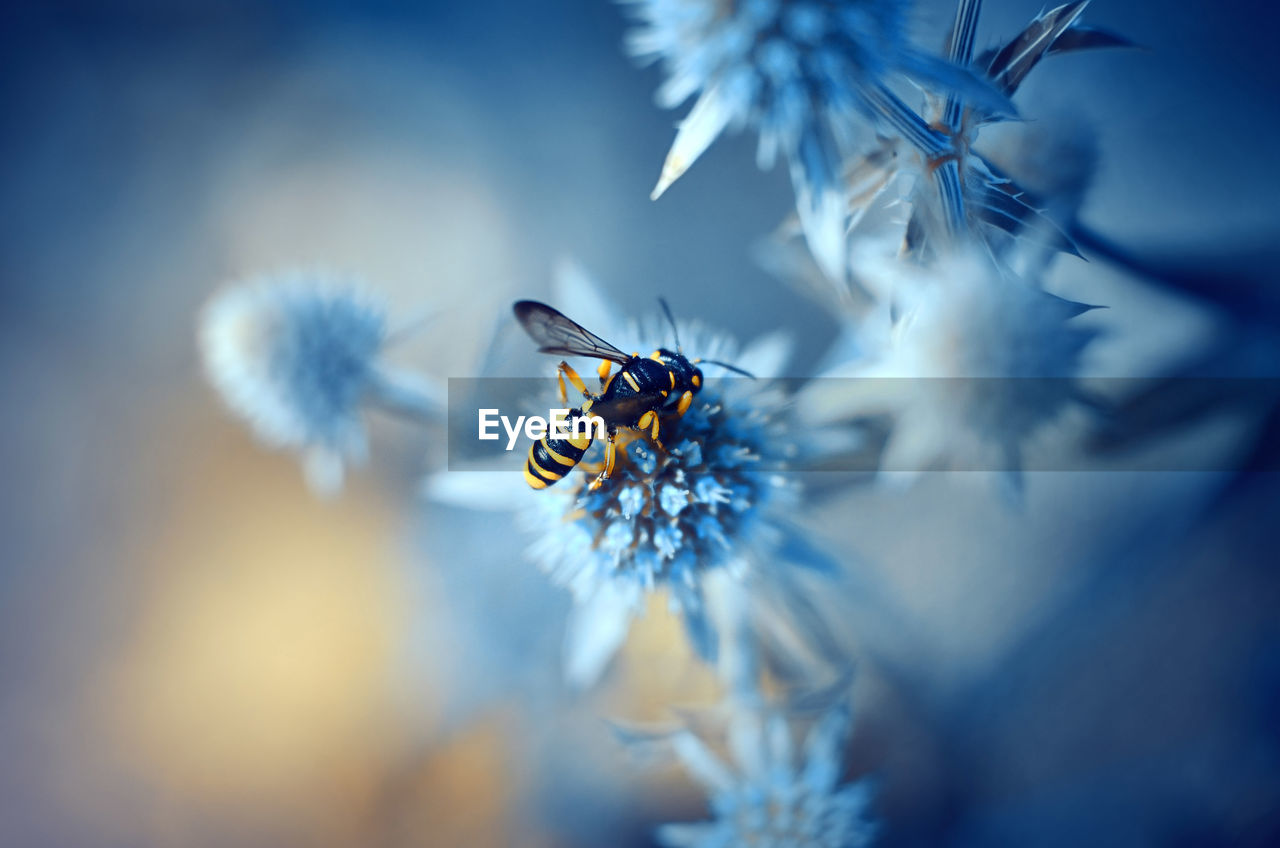 Close-up of wasp on blue flower