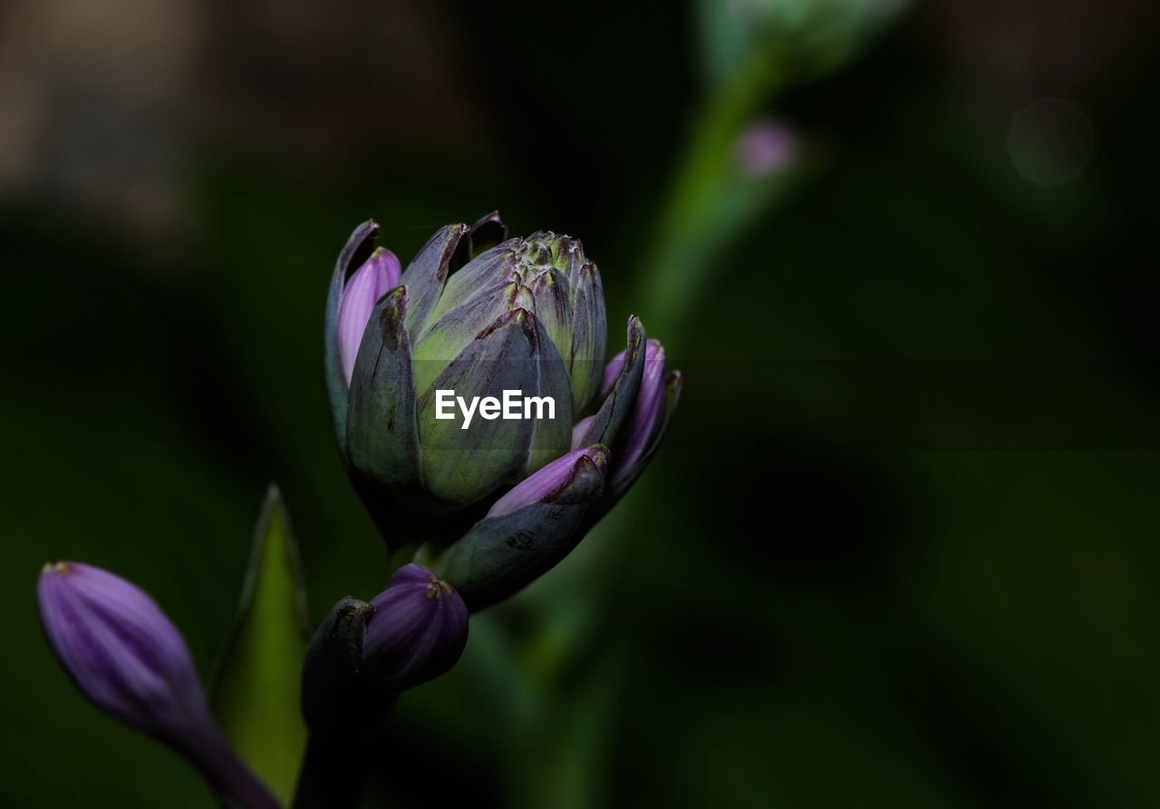 Close-up of purple hosta flowers blooming outdoors