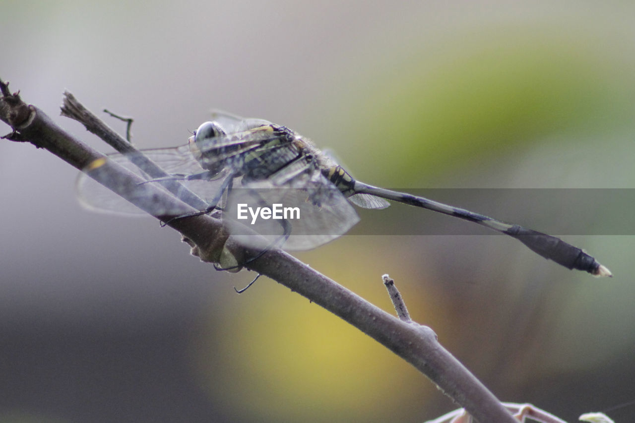 CLOSE-UP OF INSECT PERCHING ON TWIG