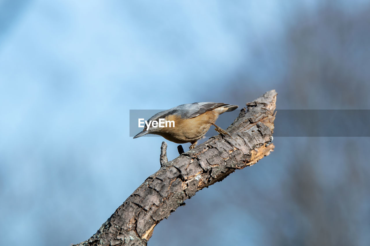 CLOSE-UP OF BIRD PERCHING ON A TREE