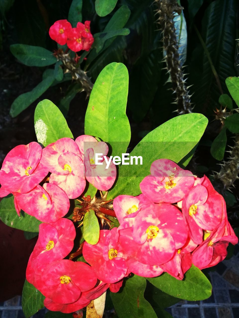 CLOSE-UP OF PINK FLOWER BLOOMING OUTDOORS