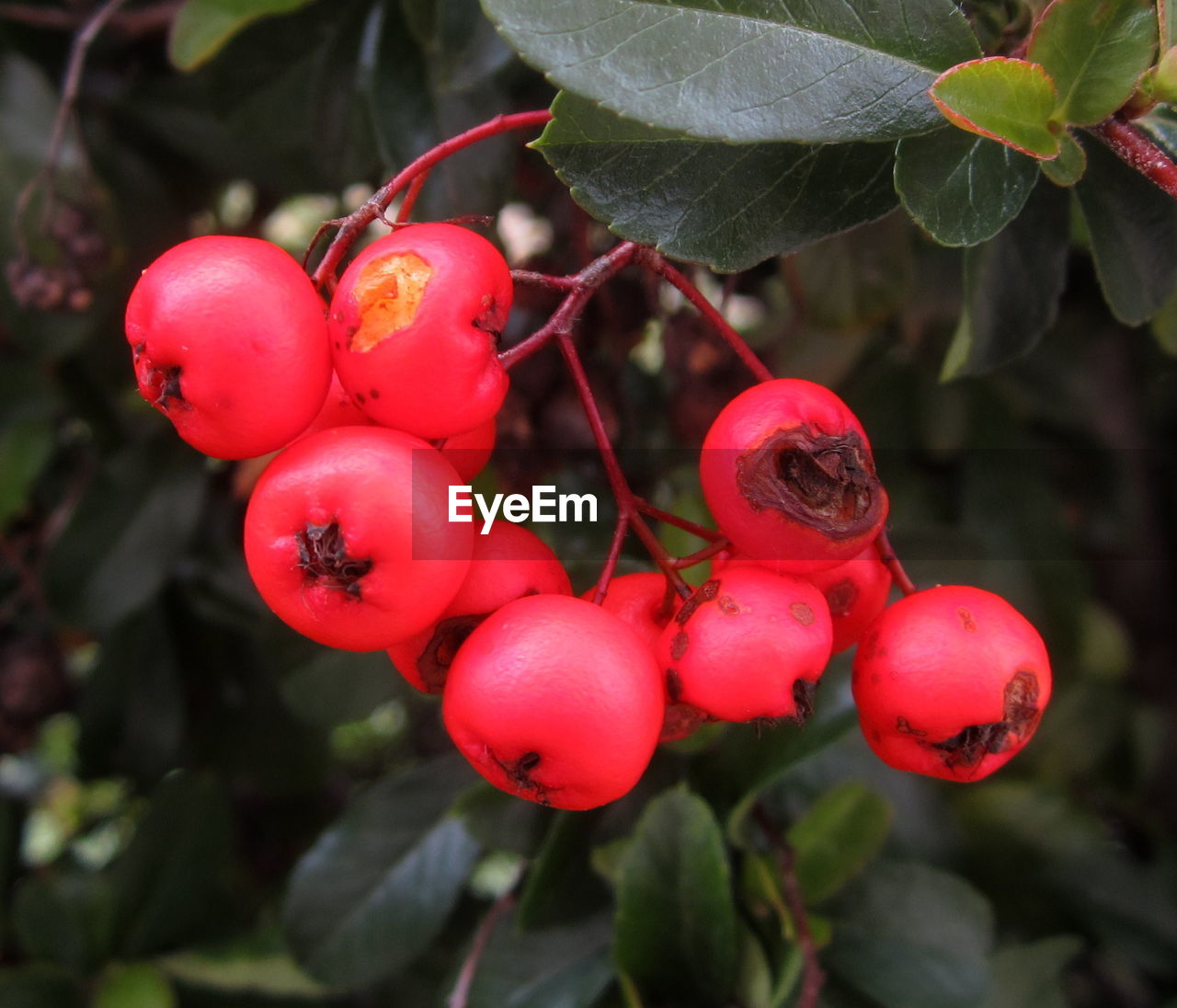 food, food and drink, healthy eating, fruit, red, plant, leaf, plant part, flower, freshness, tree, growth, nature, wellbeing, close-up, shrub, produce, no people, rose hip, berry, agriculture, outdoors, ripe, focus on foreground, day, branch, organic, hanging