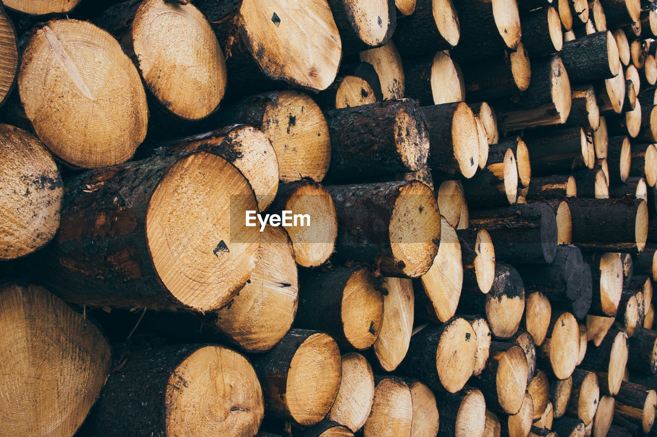 Stack of logs in forest