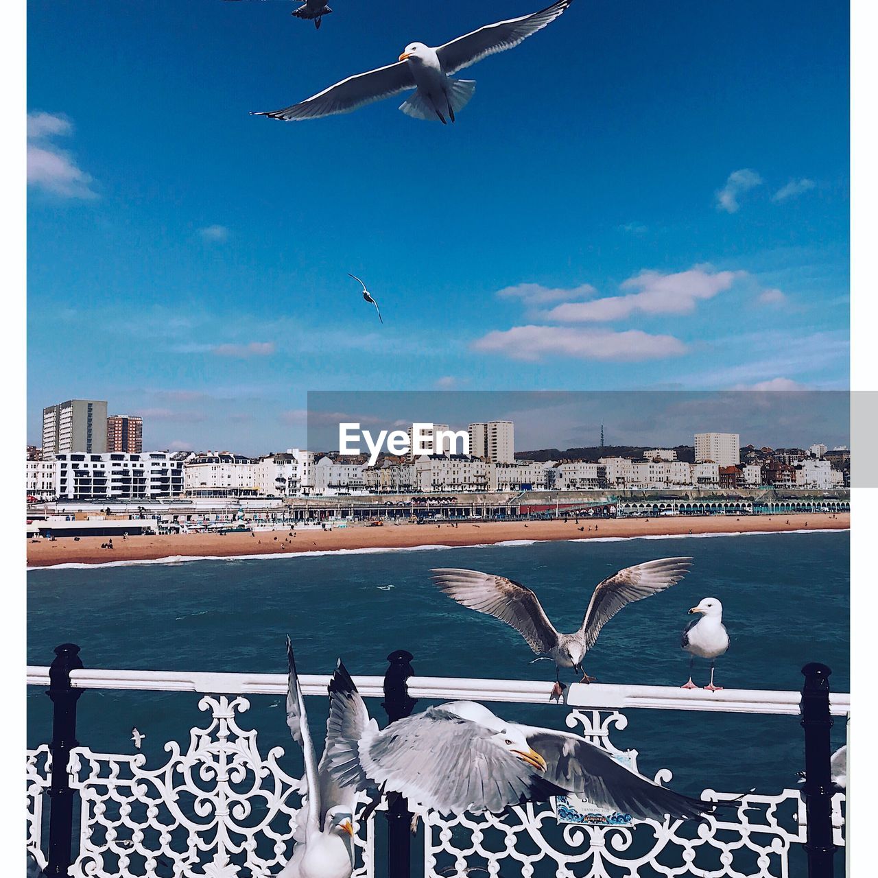 SEAGULL FLYING OVER SEA AGAINST CITYSCAPE
