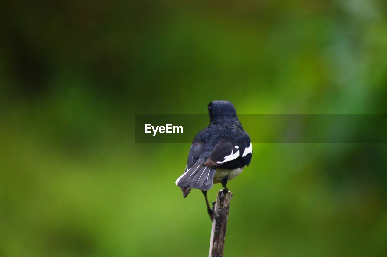 CLOSE-UP OF A BIRD PERCHING ON PLANT
