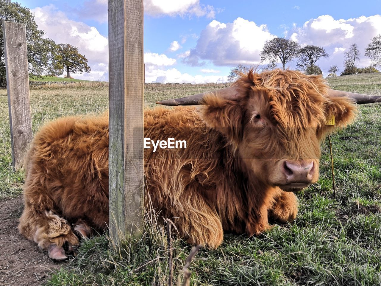 COW STANDING ON FIELD