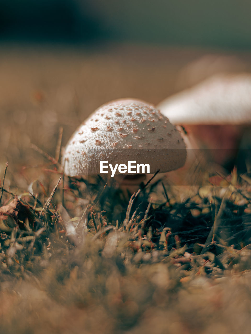 close-up of mushroom growing in field