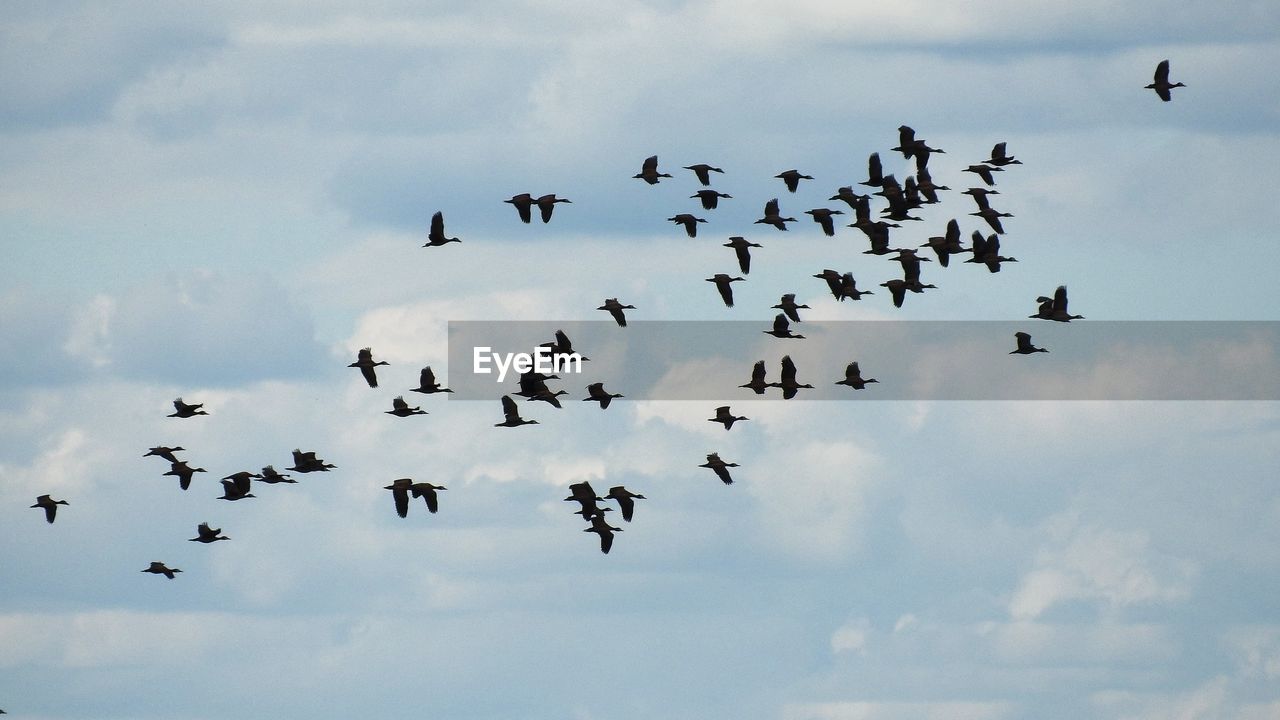 animal themes, animal, wildlife, animal wildlife, flying, large group of animals, bird, flock, group of animals, flock of birds, bird migration, cloud, sky, animal migration, mid-air, nature, no people, motion, on the move, low angle view, day, spread wings, outdoors, togetherness, silhouette, beauty in nature, animal body part