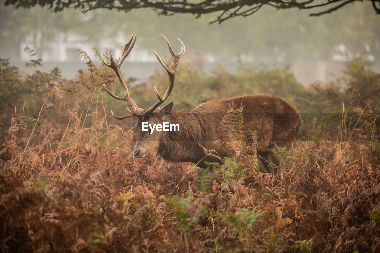 Deer standing amidst plants on field during autumn