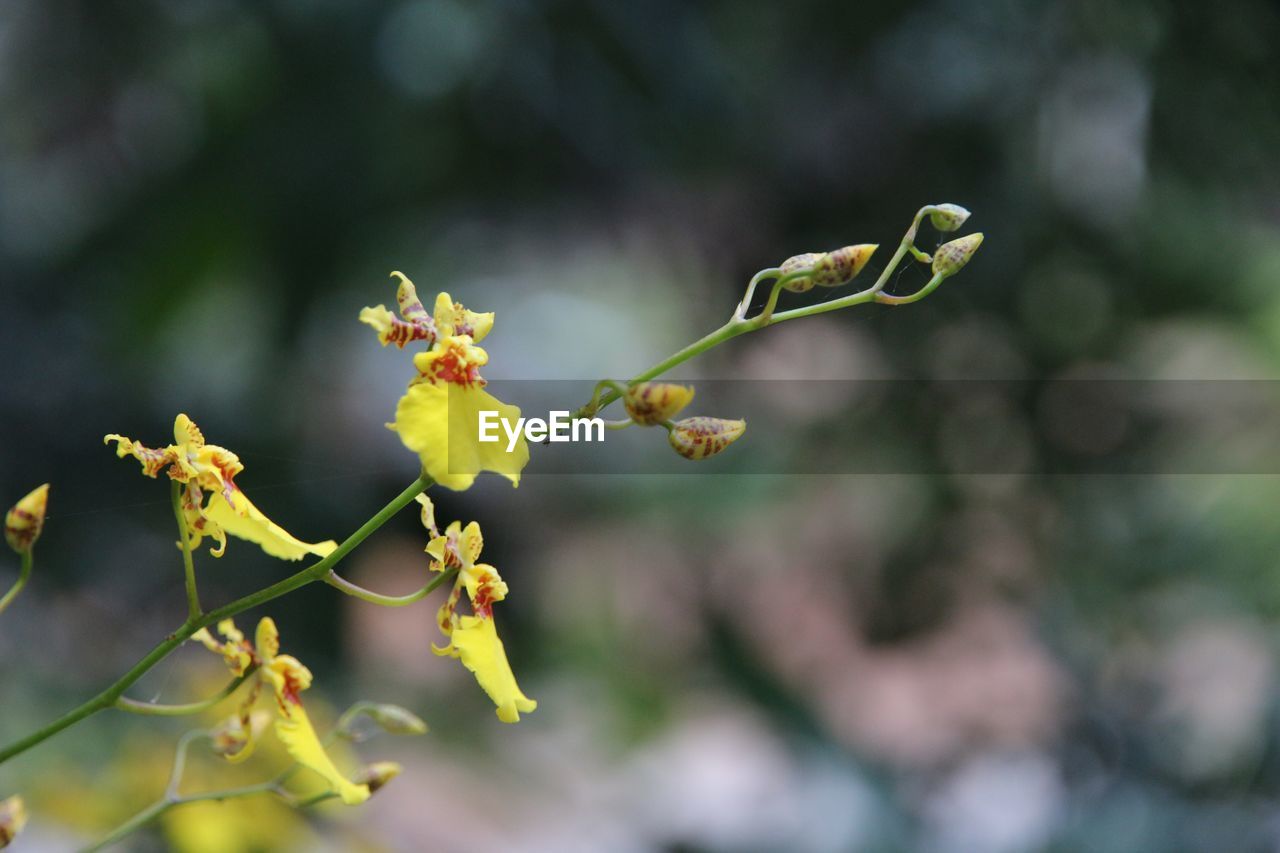 Close-up of yellow flowers blooming outdoors