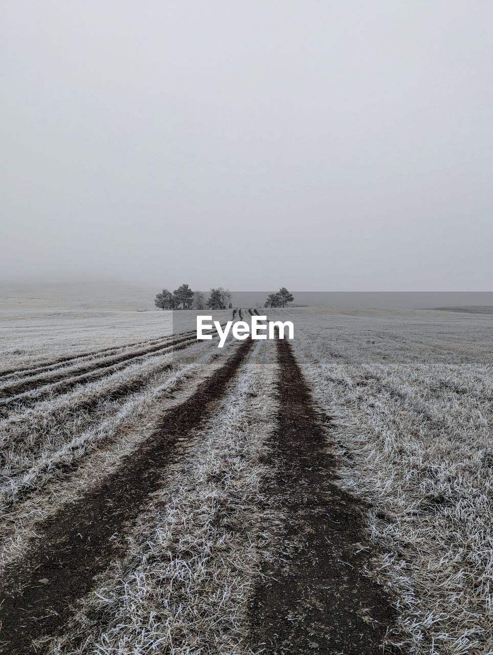 Scenic foggy view of trees in the middle of the winter field