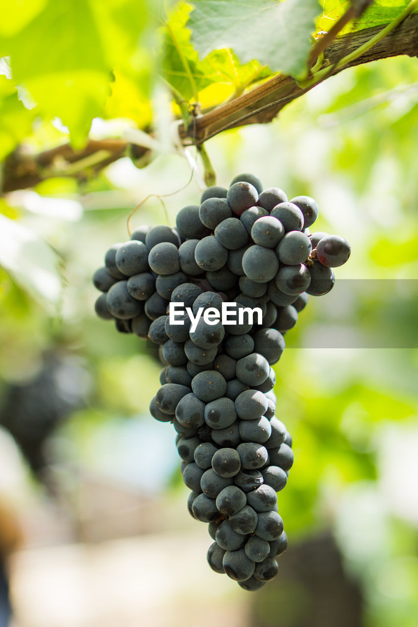 CLOSE-UP OF GRAPES GROWING ON TREE