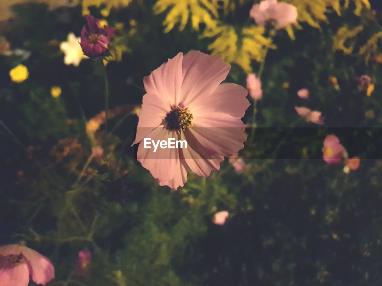 Close-up of pink cosmos flower in park