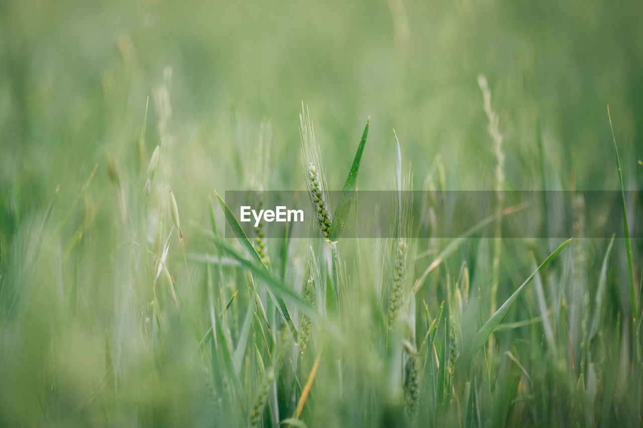 Close-up of wheat field