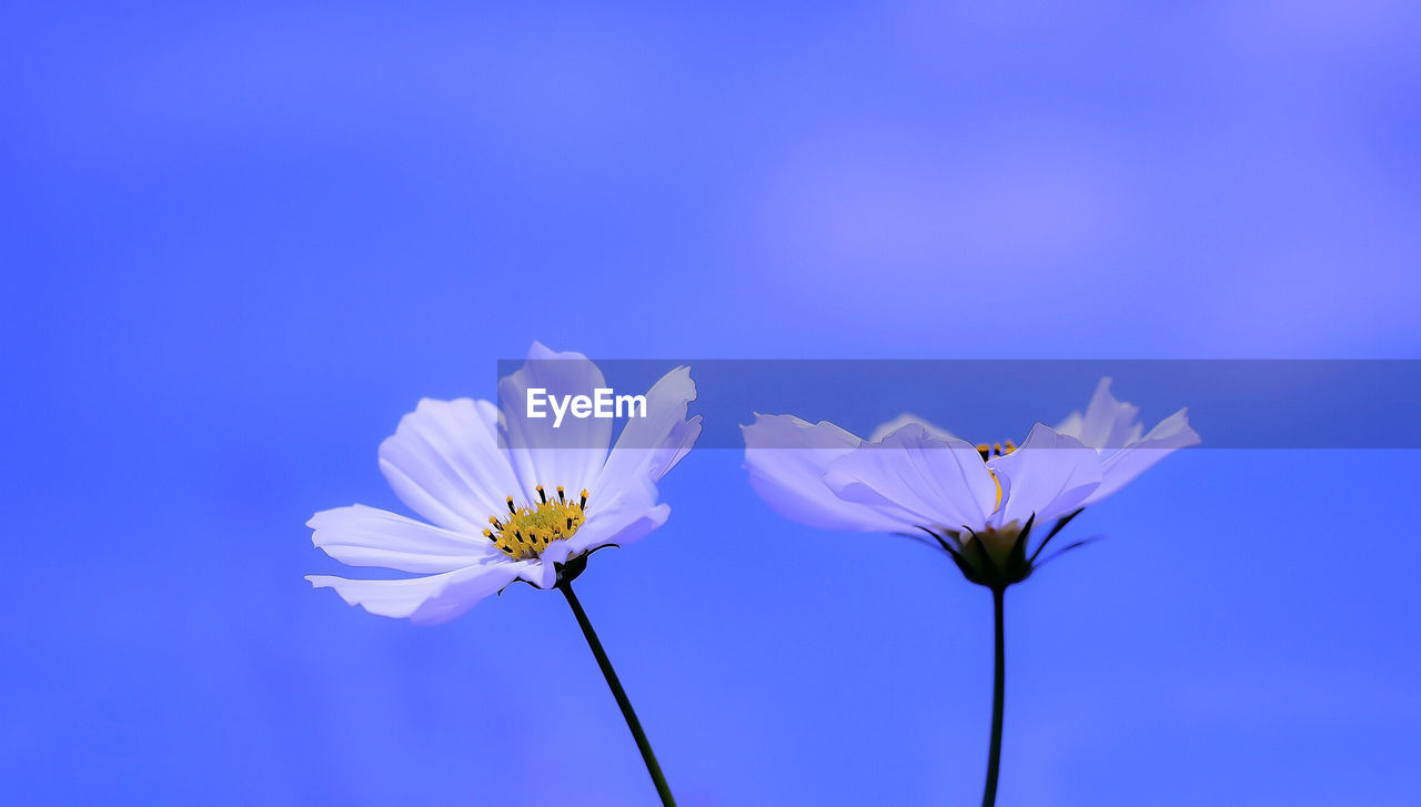 Low angle view of pink flower against blue sky