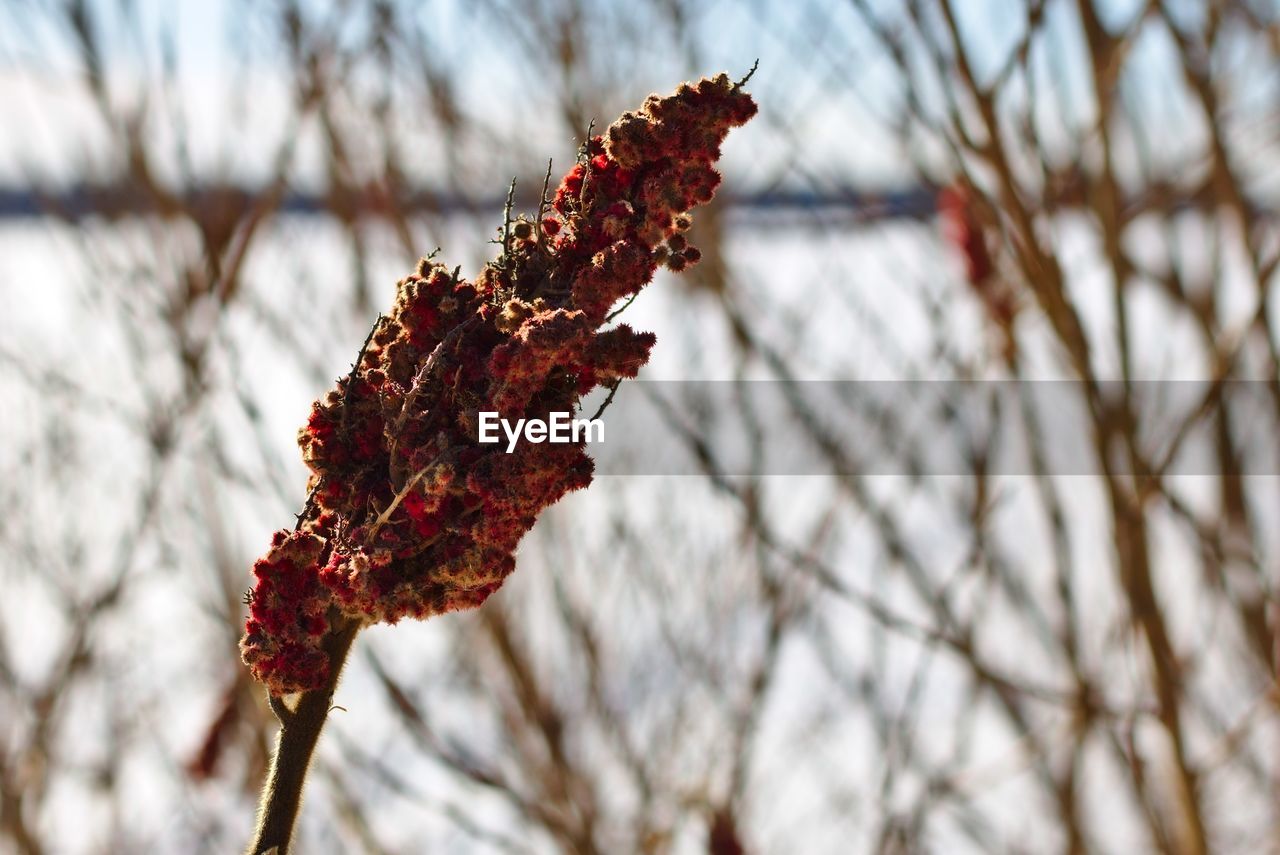 LOW ANGLE VIEW OF FLOWERING PLANT ON SNOW COVERED BRANCHES