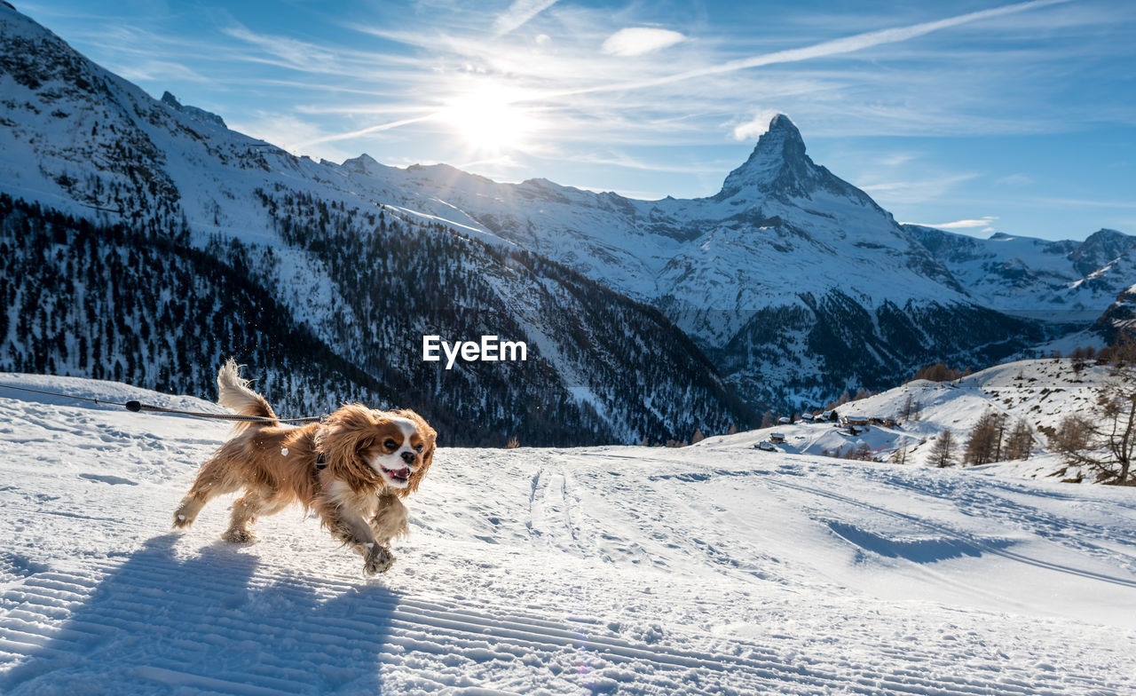 DOG ON SNOW COVERED MOUNTAIN