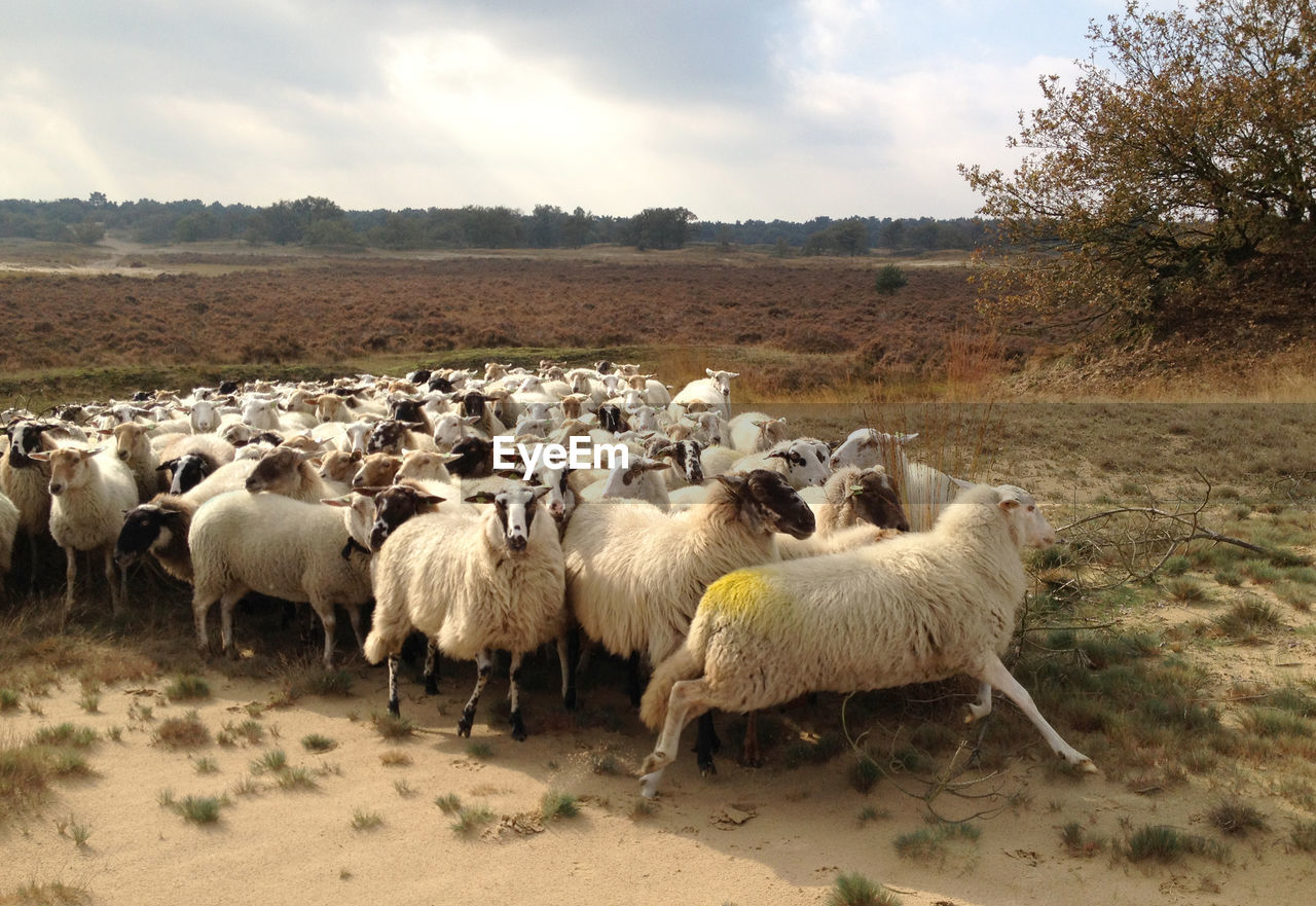 SHEEP ON FIELD