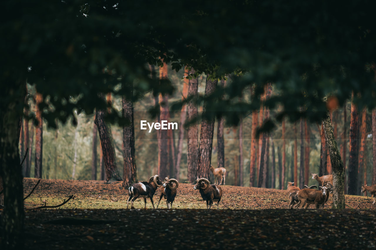Animals on field in forest