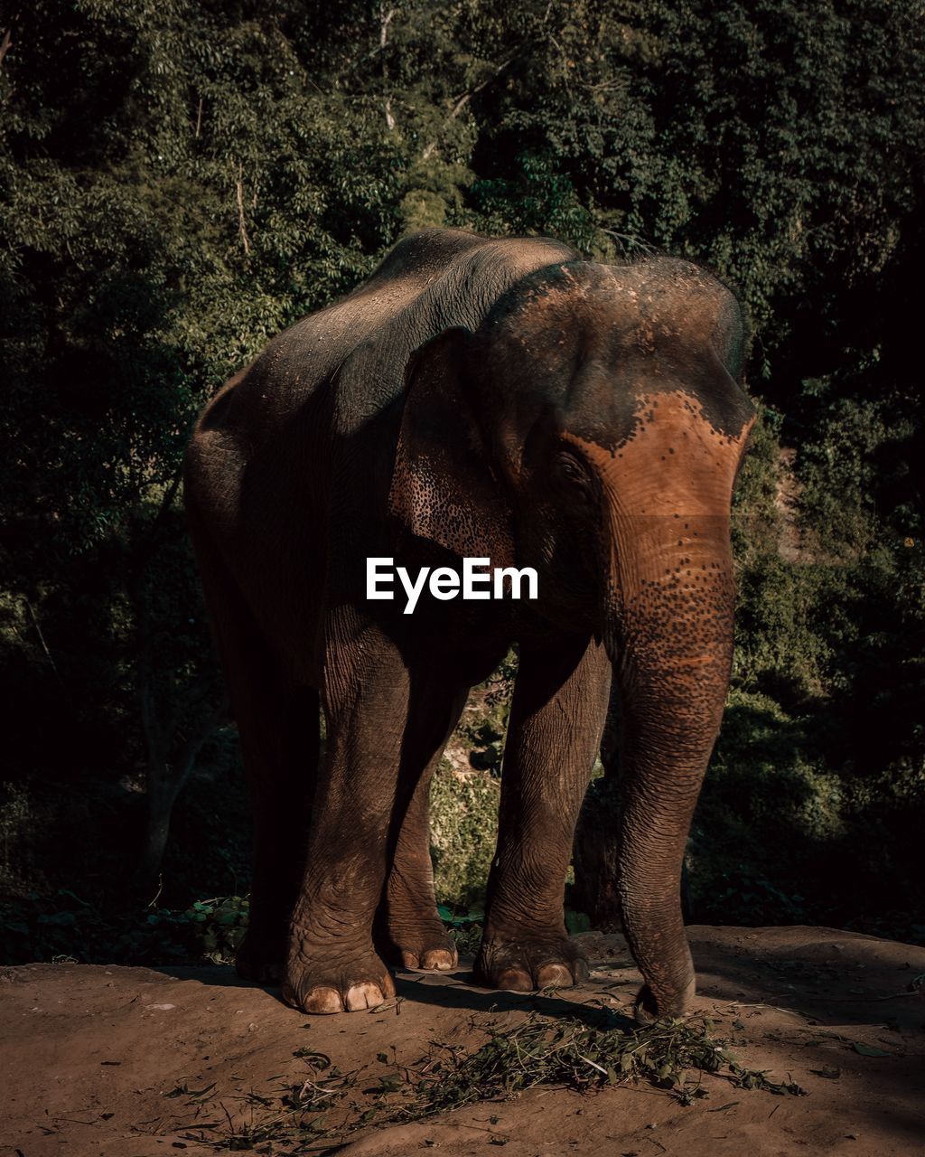 Elephant in a forest