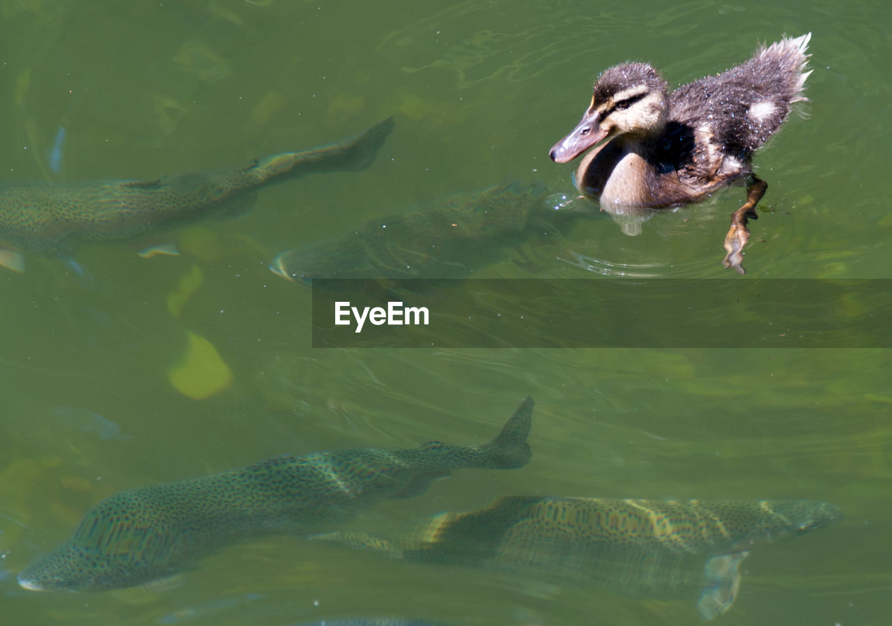 High angle view of duck swimming in lake