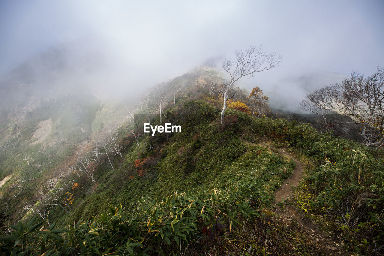 Plants growing on land against sky