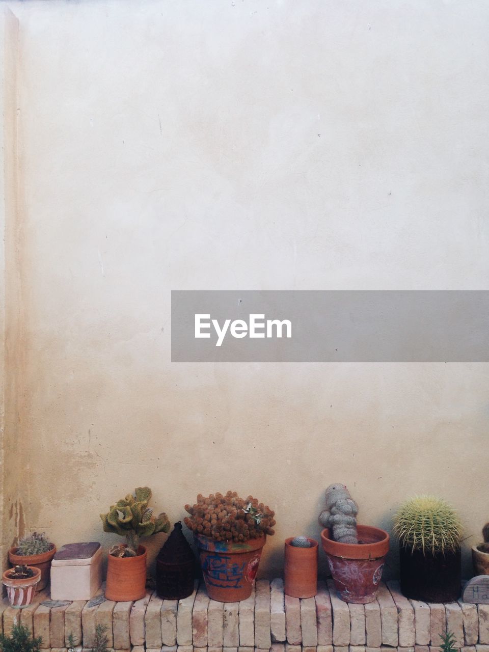 Potted plants on wall cactus